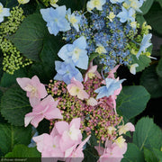 Hydrangea, Tuff Stuff, Ah-Ha #7